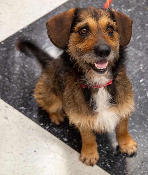 Scrappy