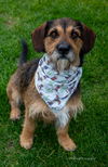 Scrappy