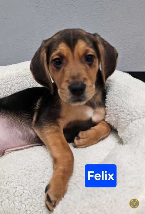 Felix