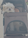 Rosie