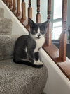 SANDY (bonded with Frenchy) - Photo 5