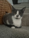 SANDY (bonded with Frenchy) - Photo 2