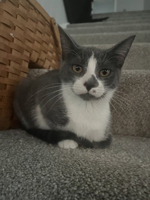 SANDY (BONDED WITH FRENCHY) - Domestic Short Hair available for adoption