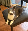 SANDY (bonded with Frenchy) - Photo 5