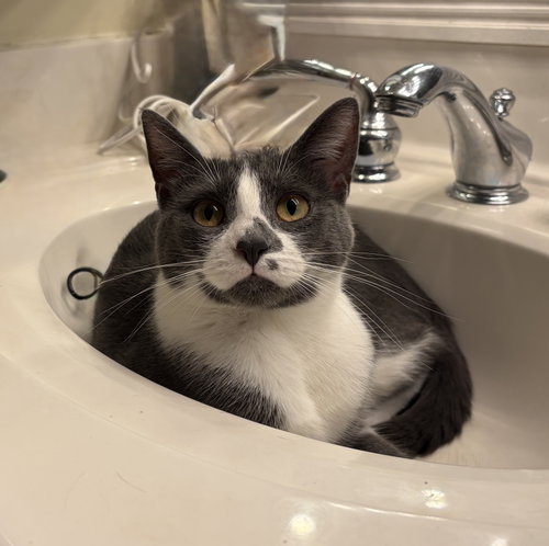 SANDY - Domestic Short Hair available for adoption