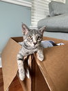 FRENCHY (bonded with Sandy) - Photo 6