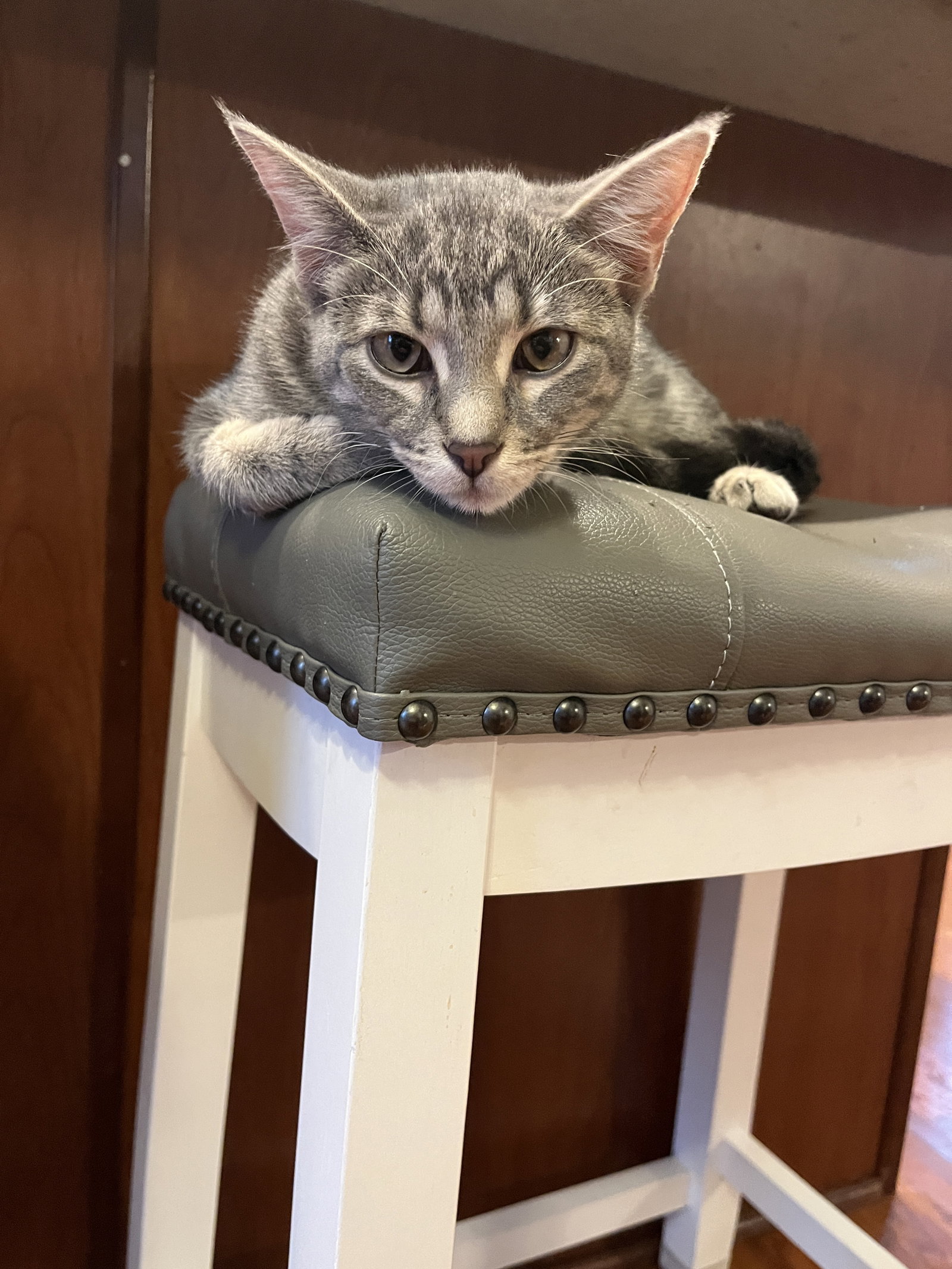 FRENCHY (bonded with Sandy) Image