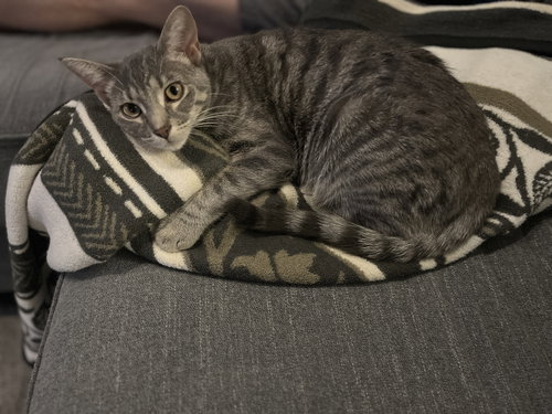 FRENCHY (BONDED WITH SANDY) - Domestic Short Hair / Tabby available for adoption