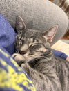 FRENCHY (bonded with Sandy) - Photo 3