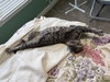FRENCHY (bonded with Sandy) - Photo 5