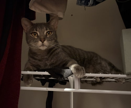 FRENCHY - Domestic Short Hair / Tabby available for adoption