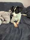 Tessie