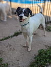 Tessie