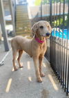 Annie