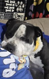 Toby - Photo 4
