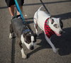 Toby - Photo 5