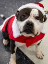 Toby - Photo 3