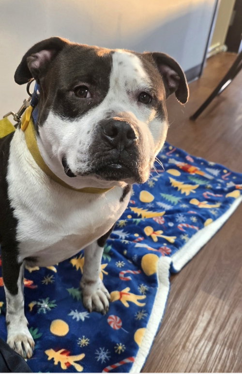 TOBY - Pit Bull Terrier available for adoption