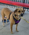Peaches - Photo 1