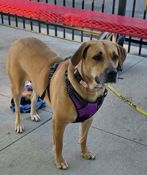 Peaches, an adoptable Black Mouth Cur in Elgin, IL