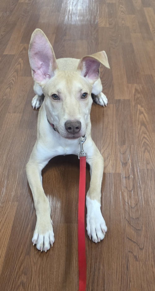 TIKI - Labrador Retriever / Black Mouth Cur available for adoption
