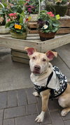 Tiki - Photo 3
