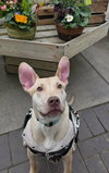 Tiki - Photo 1