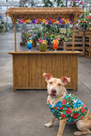 Tiki - Photo 2