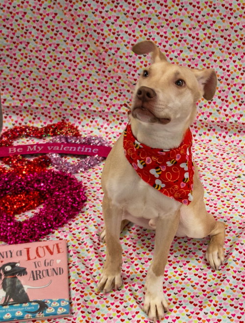 TIKI - Labrador Retriever / Black Mouth Cur available for adoption