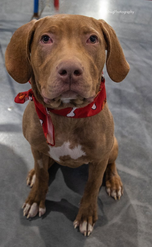 REBA - Vizsla / Terrier available for adoption