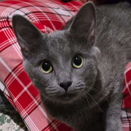 FORD (BONDED w/ ROSIE), an adoptable Domestic Short Hair in Elgin, IL