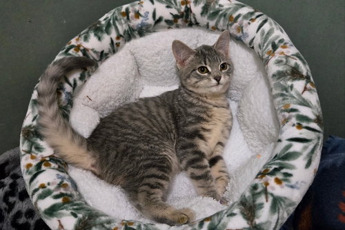 ROSIE (BONDED w/ FORD), an adoptable Tiger in Elgin, IL