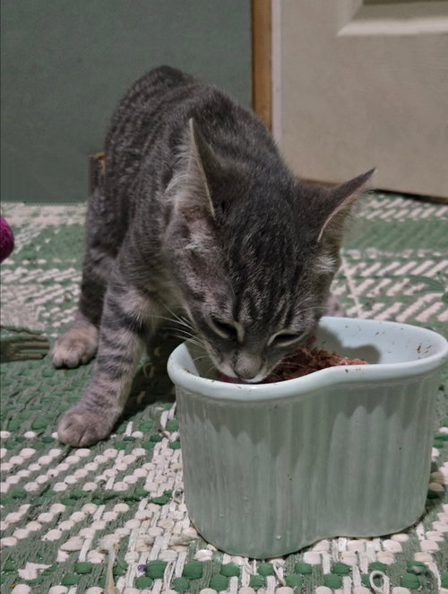 Photo 3 of ROSIE (BONDED w/ FORD)