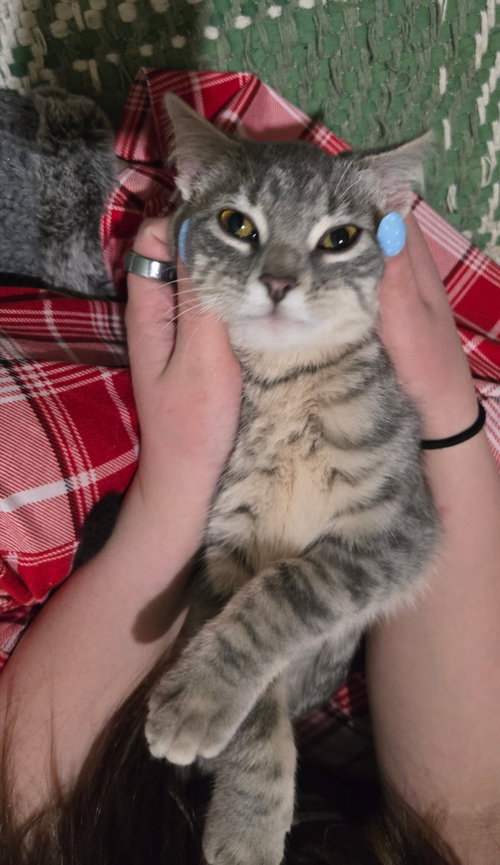 Photo 2 of ROSIE (BONDED w/ FORD)