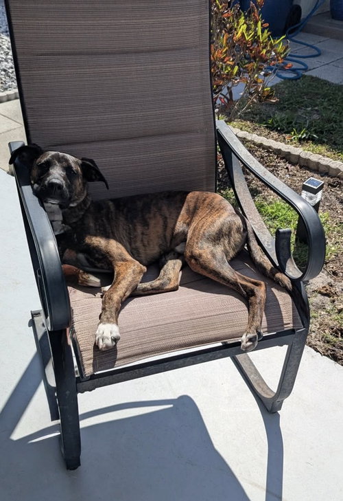 Elmo, an adoptable Mountain Cur in Elgin, IL