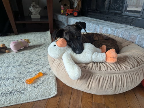 Elmo, an adoptable Mountain Cur in Elgin, IL