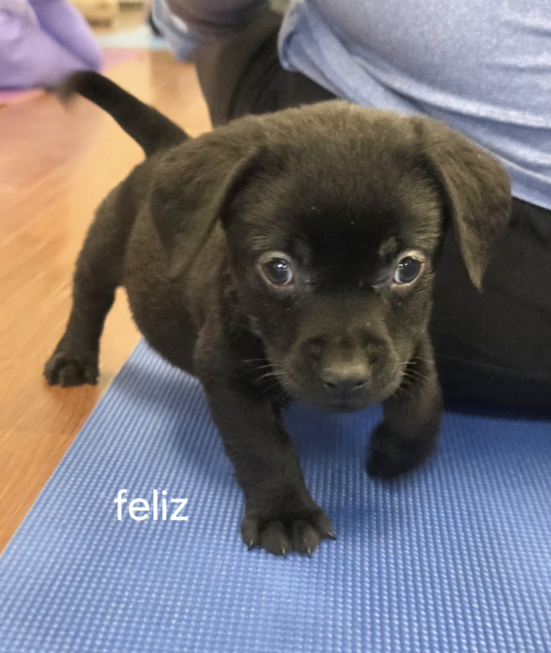 Feliz