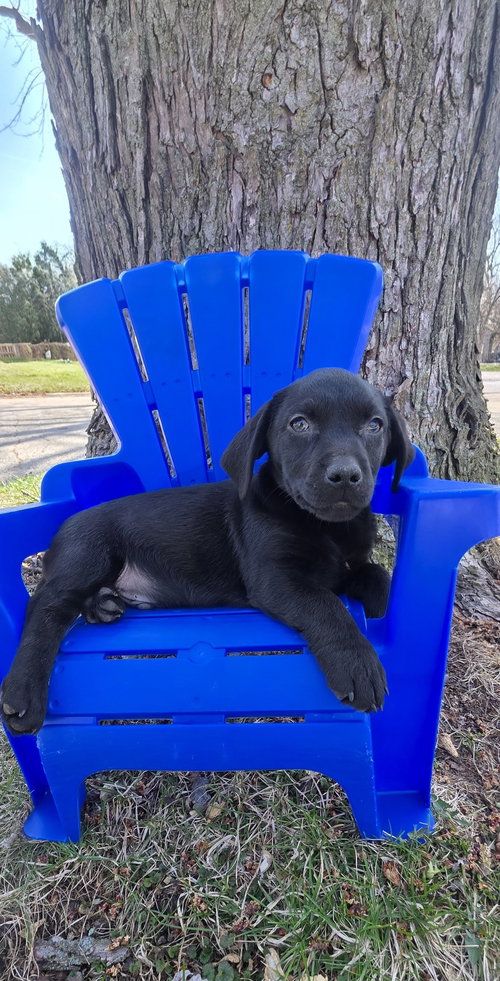 Feliz, an adoptable Labrador Retriever in Elgin, IL