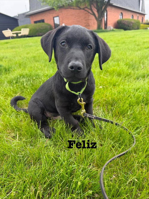 Feliz, an adoptable Labrador Retriever in Elgin, IL