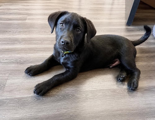 Feliz, an adoptable Labrador Retriever in Elgin, IL