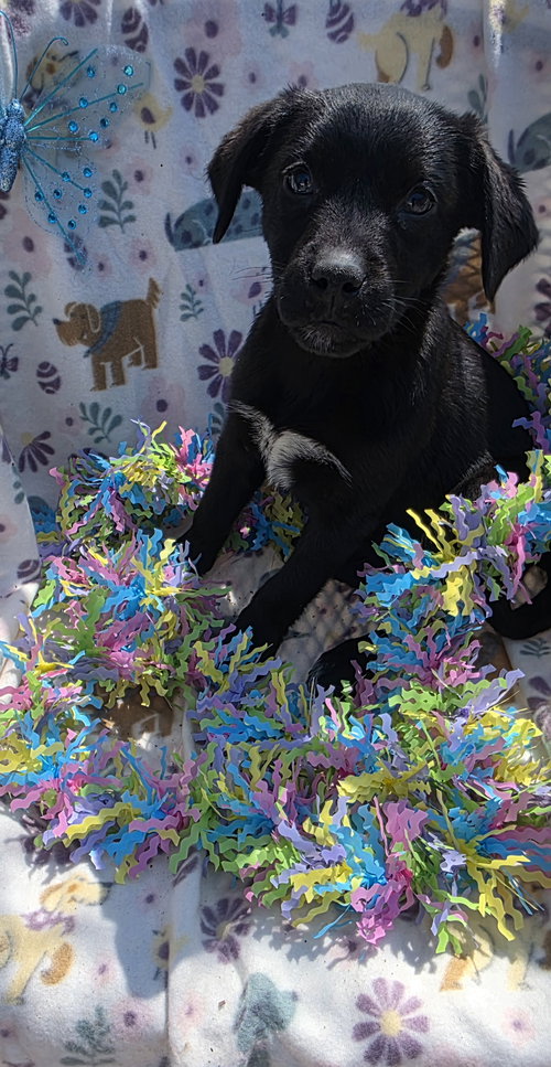 Sugarplum, an adoptable Labrador Retriever in Elgin, IL