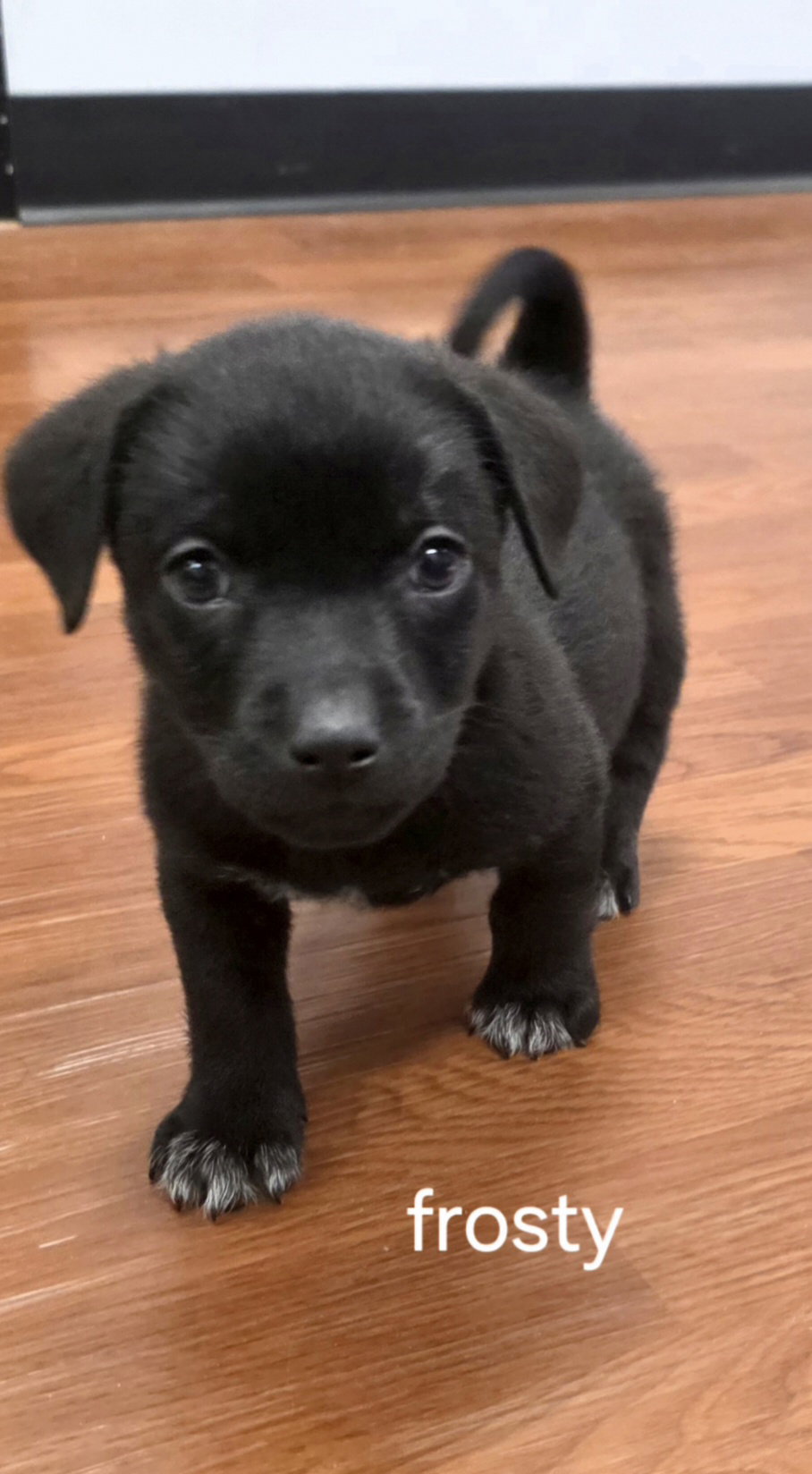 Labrador Retriever
