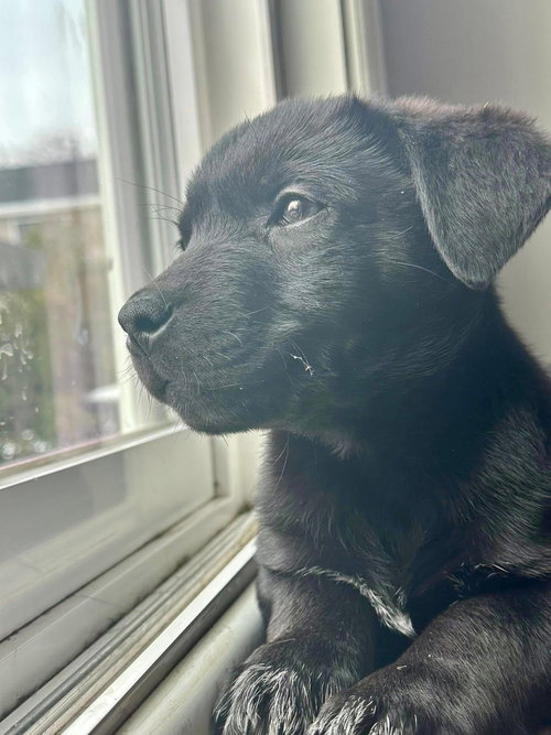 Frosty, an adoptable Labrador Retriever in Elgin, IL