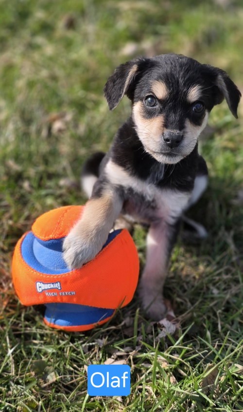 Photo 5 of Frankie/Olaf