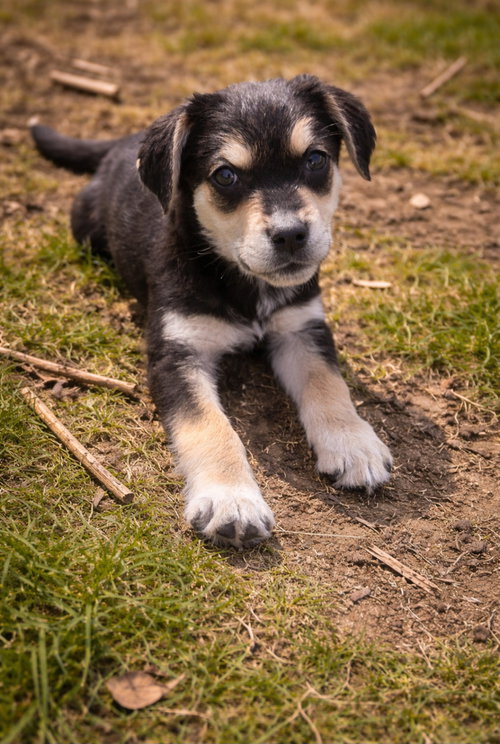 Olaf, an adoptable Labrador Retriever in Elgin, IL