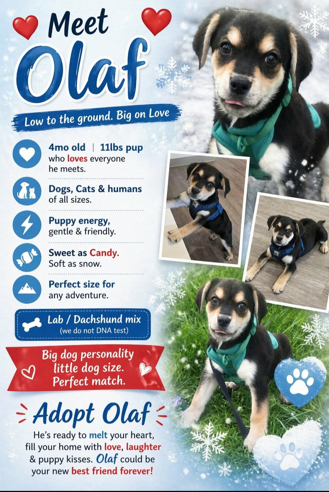Olaf Image