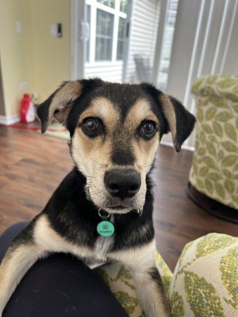 Frankie/Olaf, photo 3