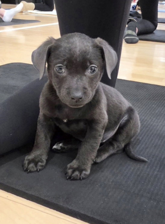 Labrador Retriever