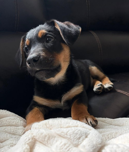 Mittens, an adoptable Labrador Retriever in Elgin, IL