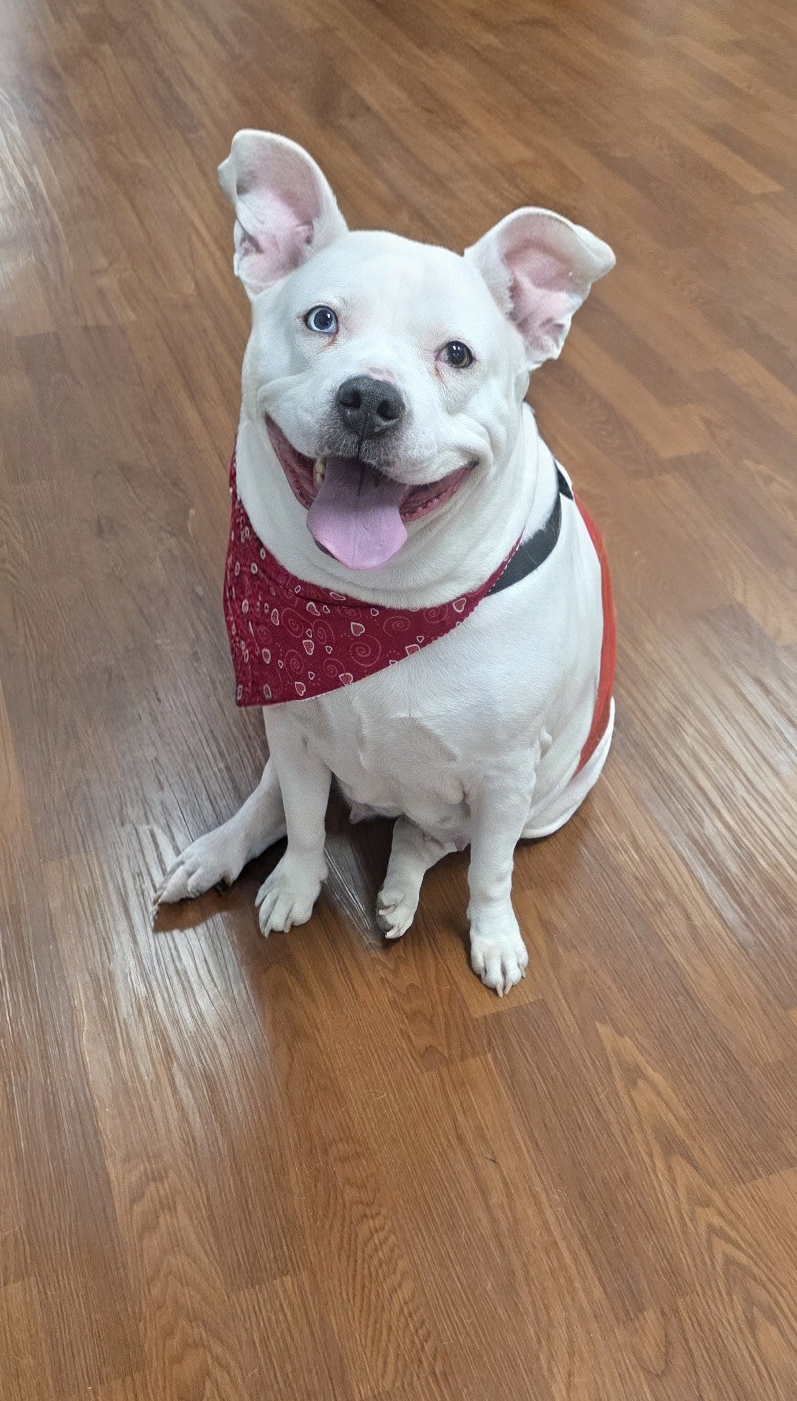 Nikki Image